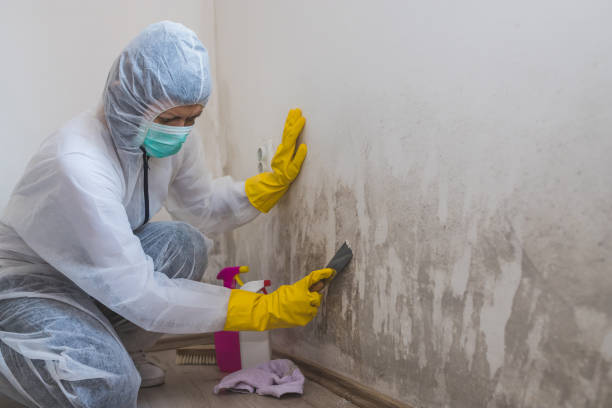 Best Attic Mold Removal  in Medford Lakes, NJ