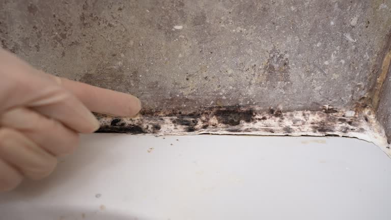 Best Industrial Mold Remediation  in Medford Lakes, NJ